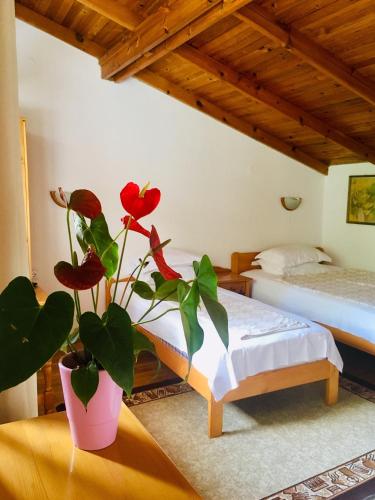 a potted plant sitting on a table in a bedroom at Guest House Barbov in Obzor