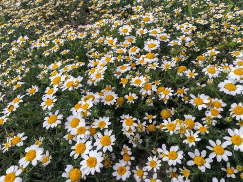 a field of white and yellow daisies at Lo Cel De Tolo in Toló