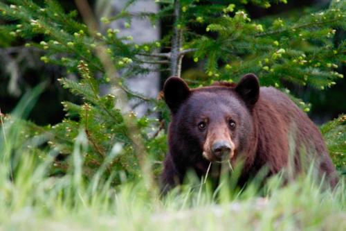 a large brown bear walking through the grass at Paddler's Lane Retreat in Confluence