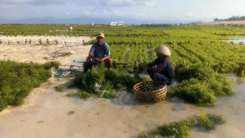 Clientes alojados en Lembongan Made Inn
