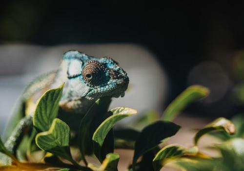 a lizard sitting on top of a plant at The Village Lodge in Stormsrivier