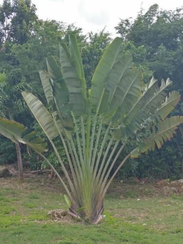 a large palm tree in a field of grass at Location Bellevue - Pomme Cannelle in Saint-Louis