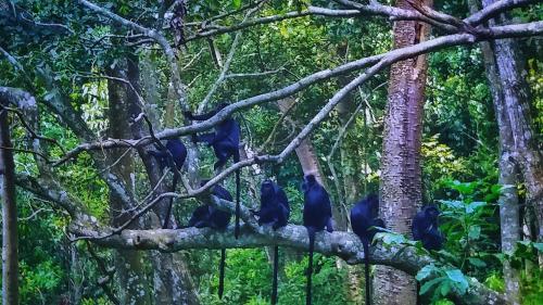 a group of blue birds sitting on a tree branch at Ariel Bungalow Tetebatu in Tetebatu