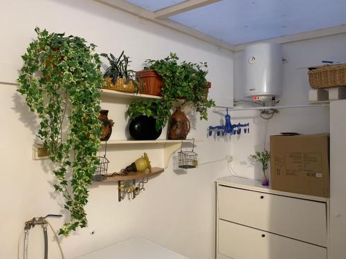una cocina con estanterías con plantas. en dream central plaza en Santa Cruz de Tenerife