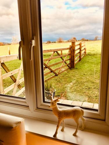 a toy deer standing in a window looking at a field at The Orchards in Kendal