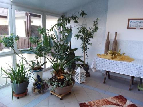 a room filled with lots of plants and a sink at Gasthof Alte Post in Bischofsmais