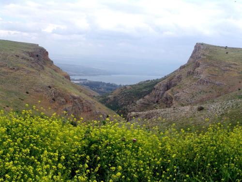 a field of yellow flowers on the side of a mountain at Arbel Holiday Homes in Arbel