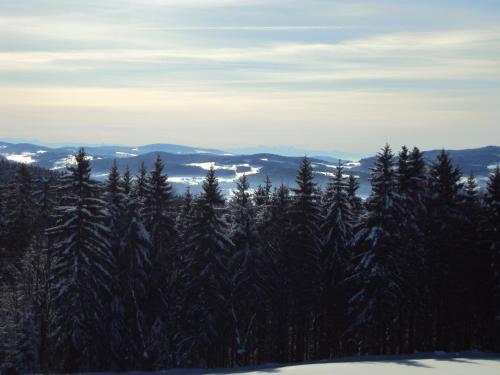 a group of trees with snow on them at Ferienhaus Grobauer in Schwarzenberg am Bohmerwald