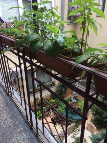 a balcony filled with plants on a building at Historical center in Uzhhorod