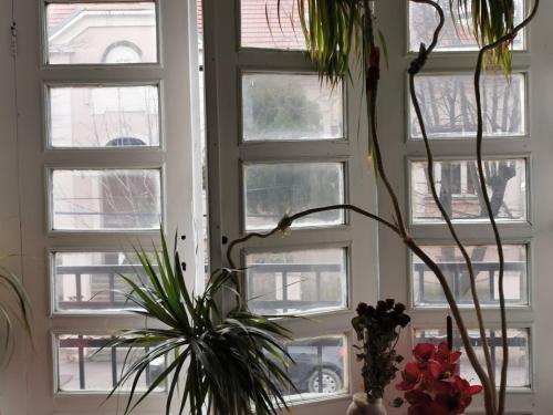 a room with a window with a plant in front of it at French Balkony Apartment in Belgrade
