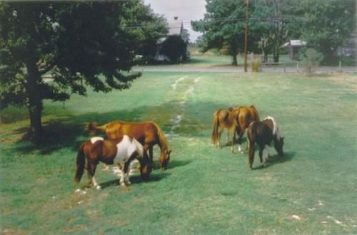 a group of horses grazing in a field at Chincoteague Townhome with Pony Views from Deck! in Chincoteague