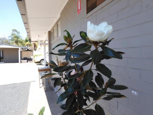 Gambar di galeri bagi Dalby Parkview Motel di Dalby
