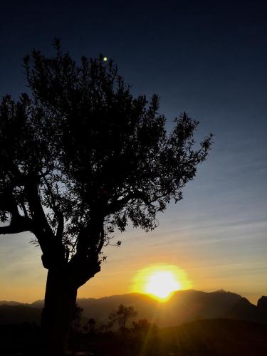 a silhouette of a tree in front of a sunset at Canyon Rest House Jabal Shams in Al Ḩamrāʼ