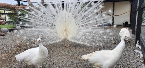 a group of white peacocks with their wings out at Peacock Lodge in Ngunguru in Ngunguru
