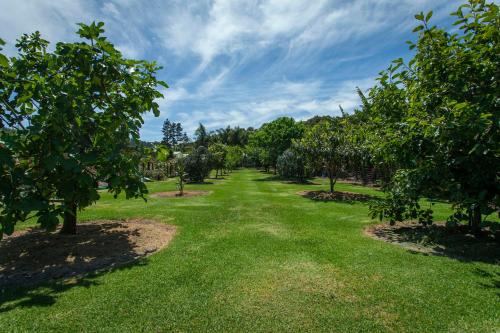 a row of apple trees in a park at Peacock Lodge in Ngunguru in Ngunguru
