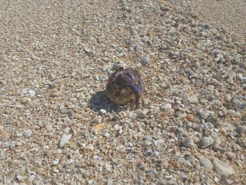 a crab on the beach with rocks and gravel at Uminchuno Yado in Nago