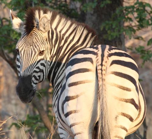 a zebra is standing in the grass with its tail at Tlou Safari Lodge in Kasane