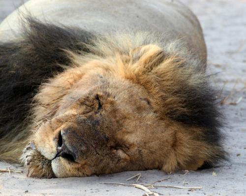 a lion laying on the ground with its head on the ground at Tlou Safari Lodge in Kasane