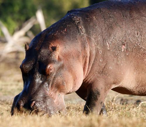 a hippopotamus standing in the grass at Tlou Safari Lodge in Kasane