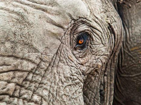 a close up of the eye of an elephant at Metsi Lodge in Welgevonden Game Reserve