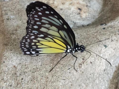 a black and yellow butterfly sitting on the ground at Kupu Kupu Garden Guest House & Cafe in Bukit Lawang