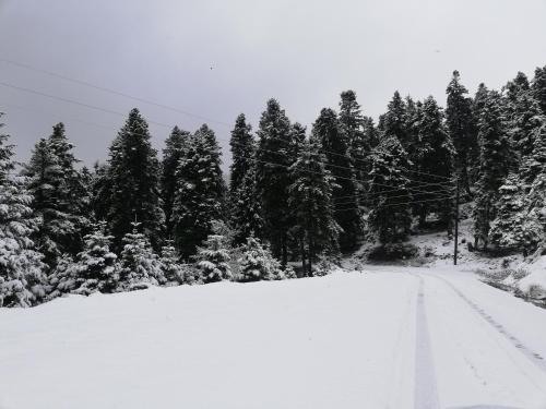 a snow covered road in front of a forest of trees at Xenonas Kypseli in Kipseli