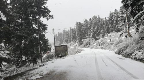a snow covered road with trees on the side at Xenonas Kypseli in Kipseli