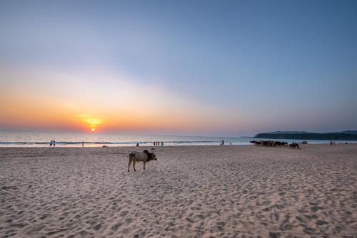 a dog walking on the beach at sunset at Simrose in Agonda