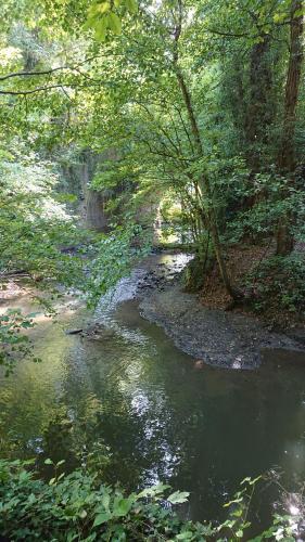 a stream in the middle of a forest with trees at Le 3 de Gussignies in Gussignies