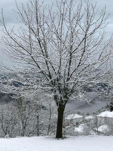 a tree covered in snow next to a fence at Mikro Katafygio in Stávloi