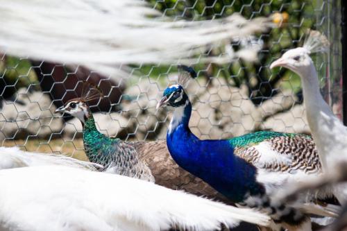 a group of peacocks standing next to a fence at Peacock Lodge in Ngunguru in Ngunguru