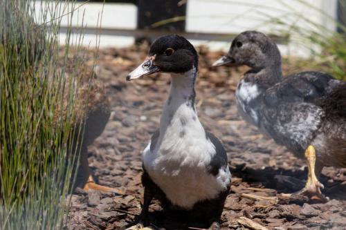 a group of ducks standing on the ground at Peacock Lodge in Ngunguru in Ngunguru