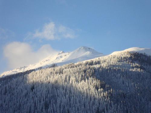 a mountain covered in snow with a snow covered tree at Gästehaus Obererlacher in Obertilliach