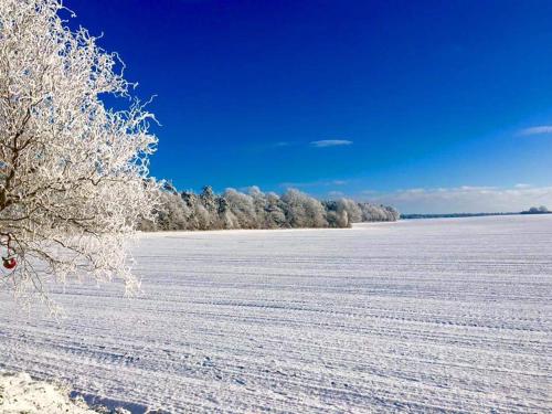 a snow covered field with a tree in the foreground at Ferienhaus Seensucht in Göhren-Lebbin