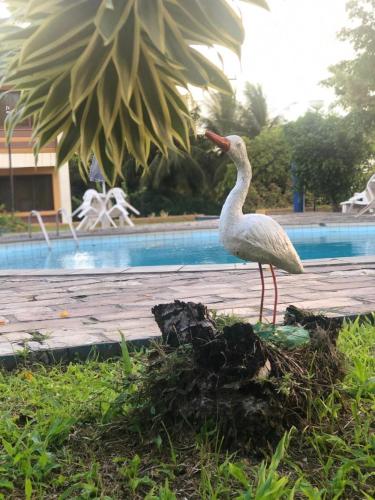 a bird standing on a log next to a pool at Hotel de Trânsito da PM-PE in Olinda