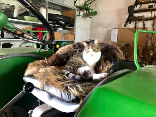 a cat laying on top of a motorcycle at Bed & Breakfast Chez Lips in Oberbildein