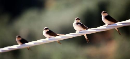 a group of birds sitting on a wire at Agriturismo La Forra in Cavriglia