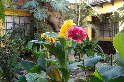 a plant with yellow and pink flowers in front of a building at Hotel Las Camelias Inn by AHS in Antigua Guatemala