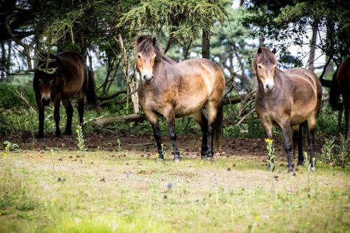 um grupo de três cavalos em pé num campo em Country Cottage with Spa, Catering, Free Parking, Nature Reserve Walks, Views, Self Checkin em Scunthorpe