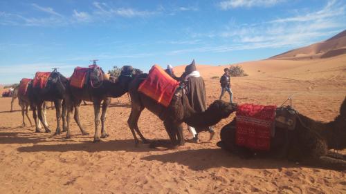 a group of camels standing in the desert at Sahara Desert Camp in Hassilabied