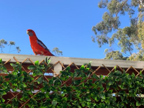 a red bird sitting on top of a plant at Pinnacle Views in Halls Gap