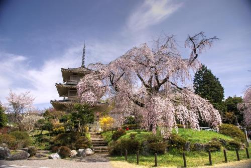 a flowering tree in front of a building at Gokase Campsite Camping and Guesthouse in Gokase