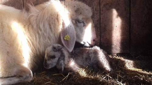 ファームステイの敷地内または近くにいる動物