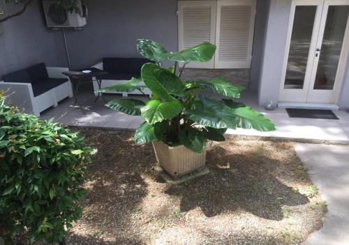 a plant in a pot in front of a house at Hotel Storyville - svago e convenzioni aziendali in Cinquale