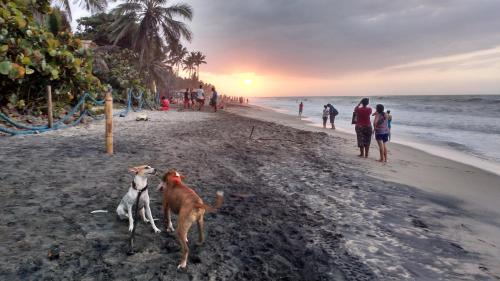 two dogs standing on the beach at sunset at Freesoul Hostel in Palomino