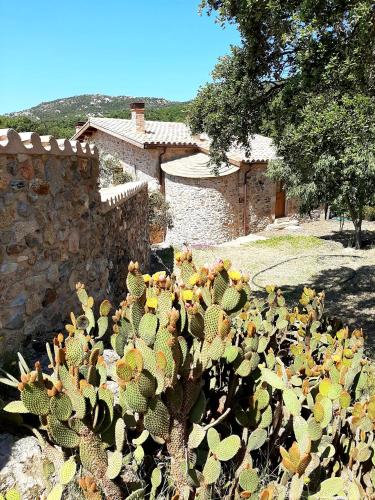 a group of cacti in front of a building at Can Santalo in Cantallops