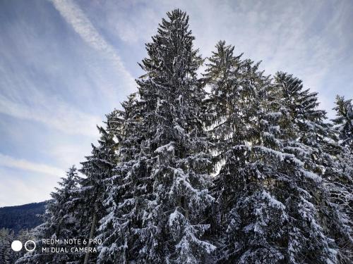 a group of pine trees covered in snow at Apartmenthaus Kestel Gasthof in Kirchbach