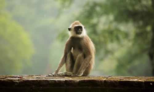 a monkey sitting on top of a rock at Miracle Resorts & Villas in Polonnaruwa
