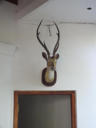a reindeer head on a wall above a television at Abraham Beach House in Tangalle