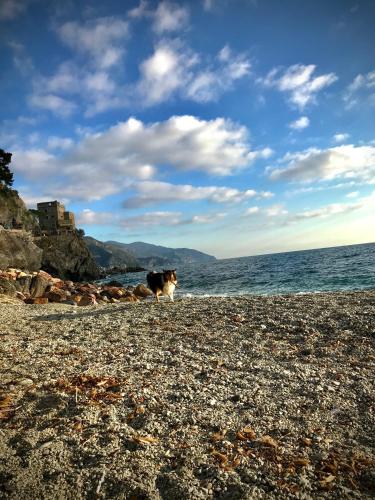 a dog standing on a rocky beach near the ocean at Cà Lea Beach House in Monterosso al Mare